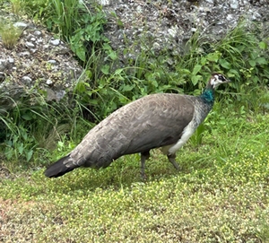 Pfau Surheim