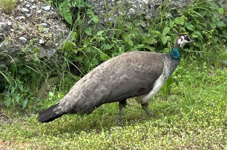 Pfau