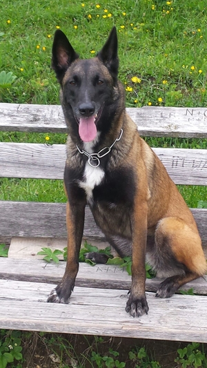 Polizeihund Kiara Polizeihund Kiara