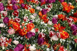 Blumenschmuckwettbewerb Blumenschmuckwettbewerb
