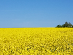 Rapsfeld Rapsfeld