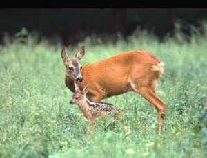Rehe Rehe