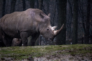 Nashorn Nashorn