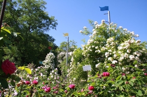 rosengarten-trostberg-1 rosengarten-trostberg-1
