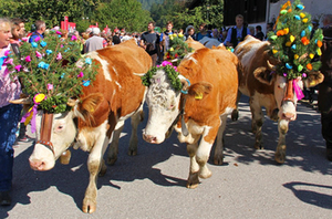 Almabtrieb 2016 in Sachrang