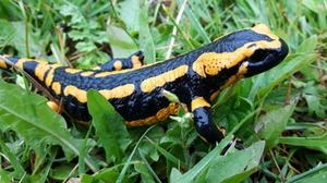 Feuersalamander