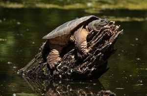 Schnappschildkröte Schnappschildkröte