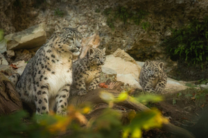 Schneeleoparden Zoo Salzburg