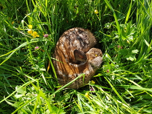 Rehkitzrettung 3 Rehkitzrettung 3