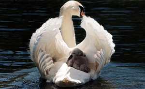 Schwanenfamilie Schwanenfamilie