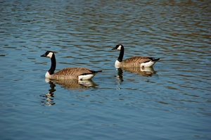 See_Deich_Gänse See_Deich_Gänse