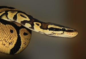 Python Python