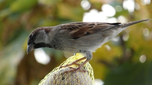 Meisenknödel Vogel