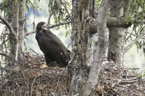 Steinadler Steinadler