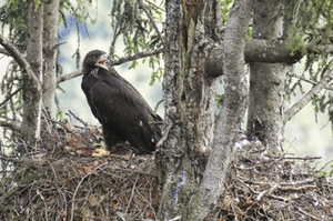 Steinadler