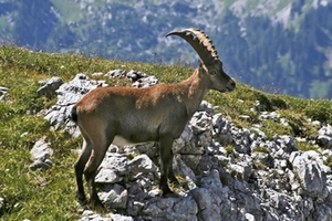 steinbock steinbock
