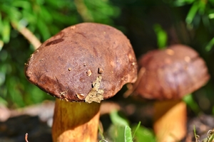 Steinpilz Steinpilz