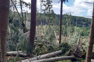 Sturmschäden Wald