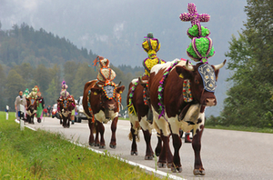 Almabtrieb Königssee 2016