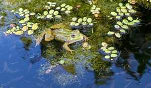 teich-frosch