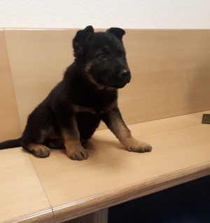 Hundetransport Freilassing Hundetransport Freilassing