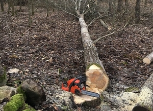 Symbolbild Baumfällarbeiten Symbolbild Baumfällarbeiten