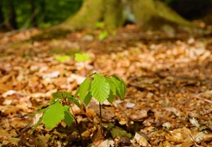 Baum Setzling