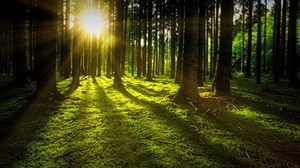 Wald Wald