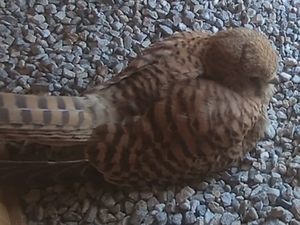 Turmfalke Turmfalke