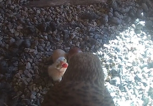 Turmfalke Küken Turmfalke Küken