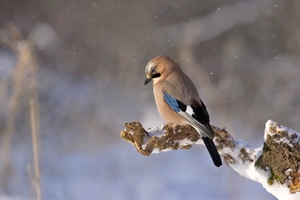 Vogel Vogel