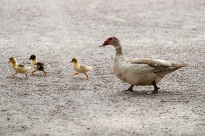 vogel-entenfamilie vogel-entenfamilie