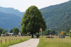Wahlbaum Schönau Wahlbaum Schönau
