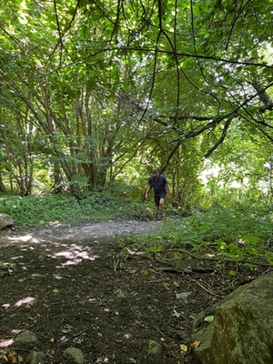 Wald Wald