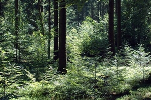 Wald