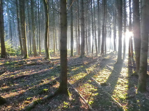 wald-symbolbild-neu-2