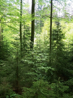 wald-symbolbild-neu wald-symbolbild-neu