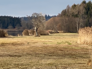 Wald Wald
