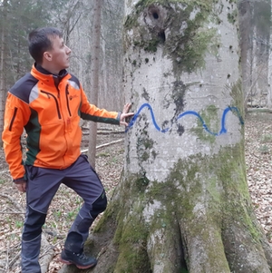 Waldarbeiten Baum Waldarbeiten Baum