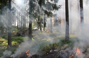 Waldbrand