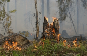 Waldbrand Feuer