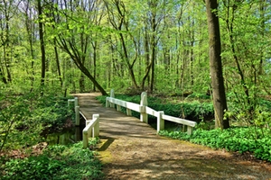 Waldweg Waldweg