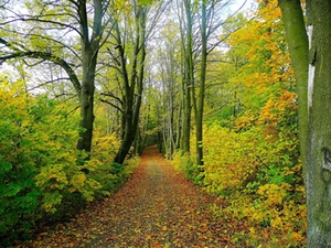 waldweg