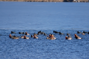 Wasservögel Chiemsee