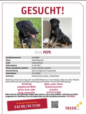Der vermisste Hund "Pepe" Der vermisste Hund "Pepe"