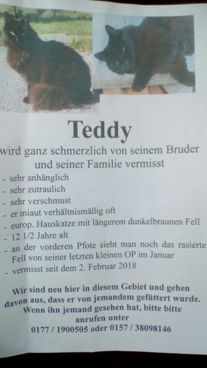 Teddy-vermisst-2