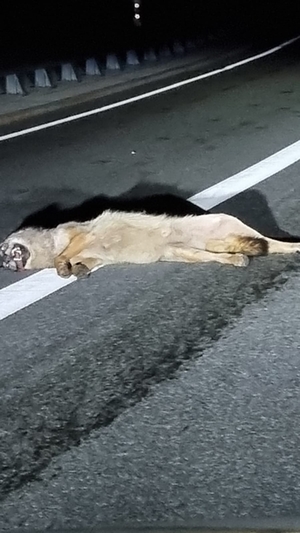 Wolf Bischofswiesen Wolf Bischofswiesen