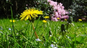 Wiese Blumen Loewenzahn wiese-blumen-loewenzahn