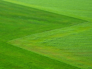 Wiese Wiese