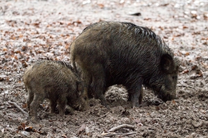 Wildschweine